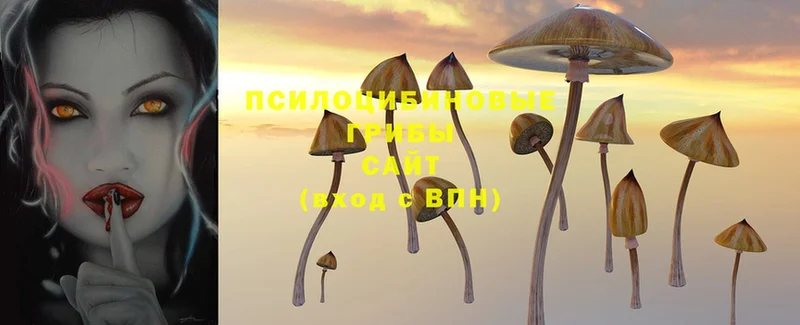 мориарти клад  Подпорожье  Псилоцибиновые грибы Magic Shrooms 